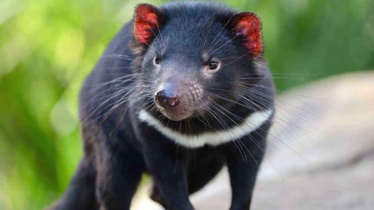 102. Tasmanian devil