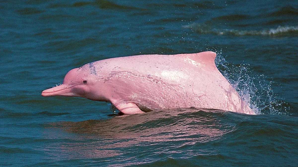 149. Amazon River Dolphin