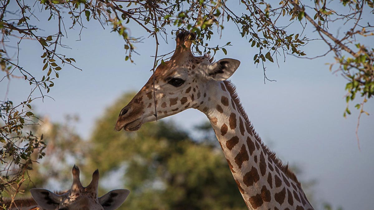 78. West African giraffes